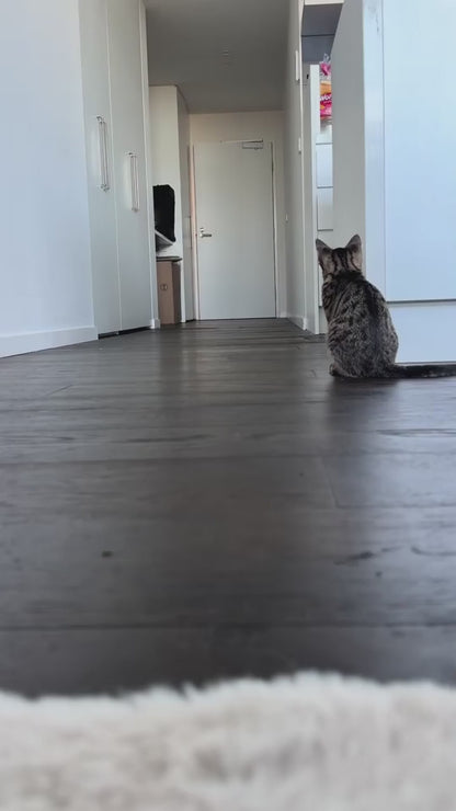 Intelligent fully automatic pet feeder